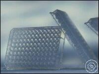 655261 Greiner Bio-One MICROPLATE, 96 WELL, PP, F-BOTTOM, ������������ ,, ����������, 10 ��. / �����