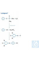 HP131512001 Dinkelberg Lactognost ������������ ������ ���������, ����� Lactognost I, II � III